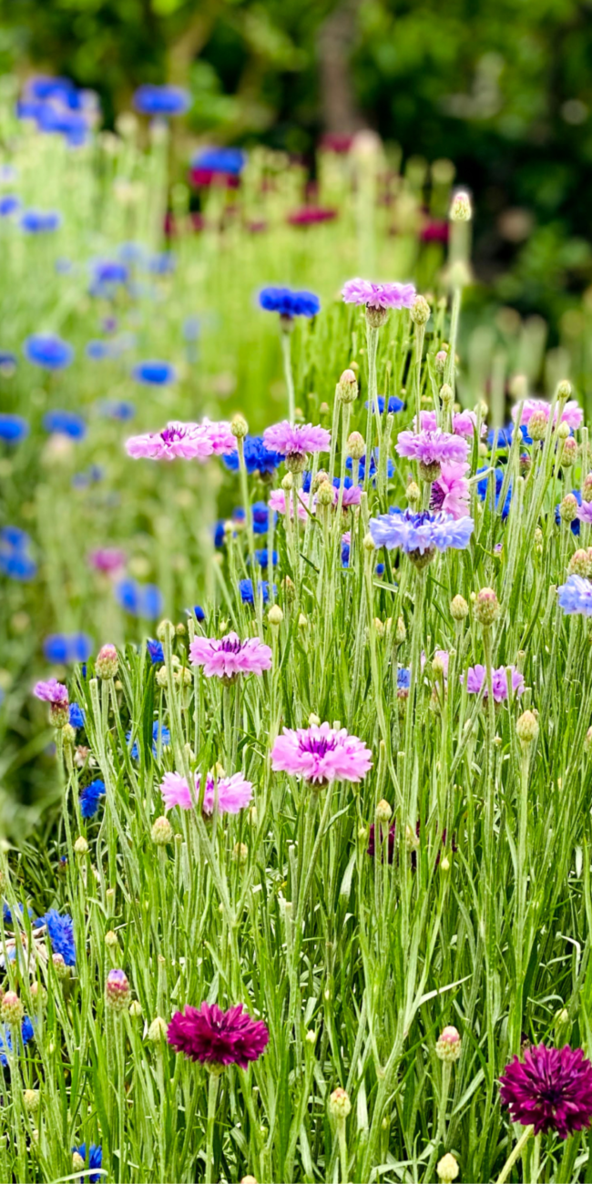 れんげハウス | エディブルフラワーを愉しむ自然派ガーデニストカフェ